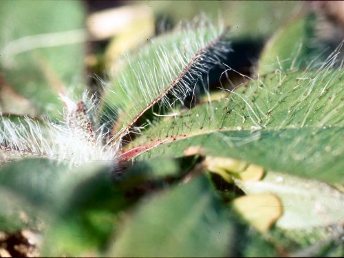  yellow hawkweed2.jpg 