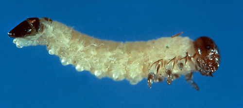  Larva is cream-colored with a black head and seven pairs of prolegs. 