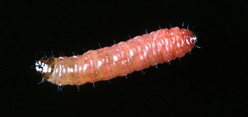  Larva is pinkish-white with a dark head and an anal comb. 