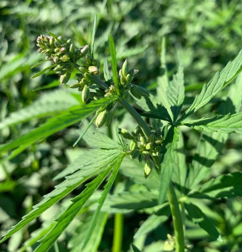 Weighing The Risk Of Cannabis Cross Pollination Hemp Production