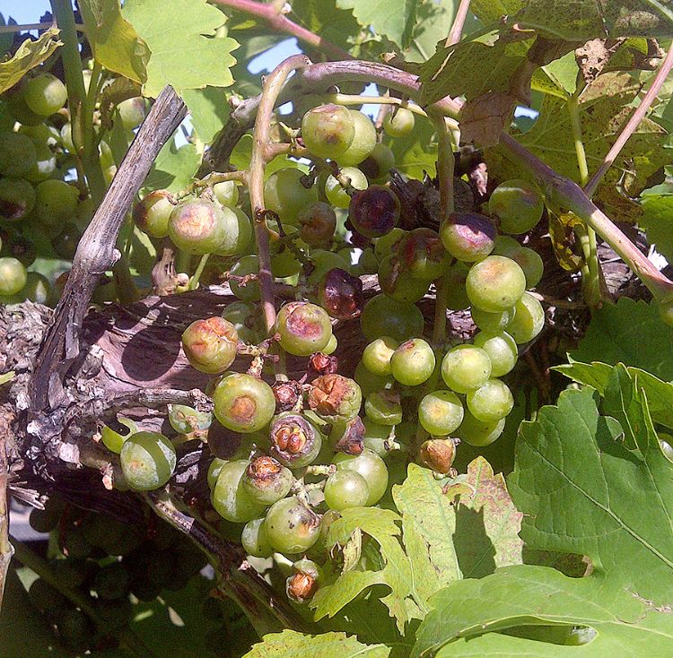 Hail damage in grapes. Note the sunken areas and cuts where hail removed the skin and flesh of the berry, sometimes exposing the seeds. All of these wounds are attractive to Botrytis infection. Photo: Mark Longstroth, MSU Extension.