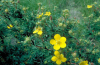 Shrubby cinquefoil