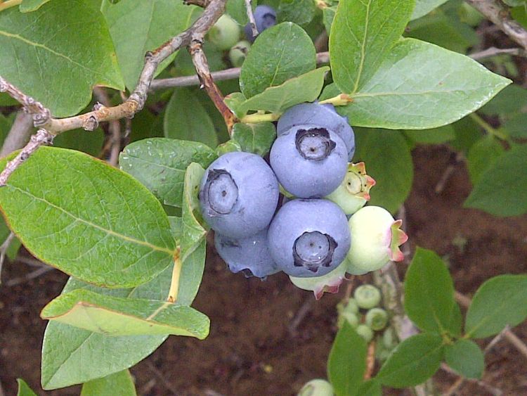 Growers believe blueberries will be ready for picking around July 4, or a week after for northern Michigan. Photo credit: Joy Landis l MSU Extension