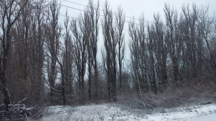 Windrow of Lombardi poplar in Houghton Co. Photo credit: Mike Schira