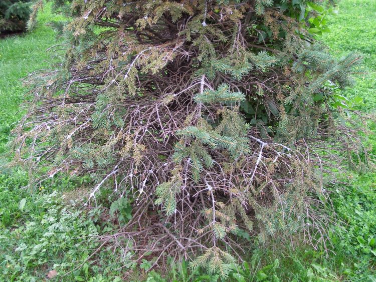 Photo 1. Needlecast on blue spruce kills older, interior needles. Image courtesy of Michele Grabowski, Minnesota University Extension.