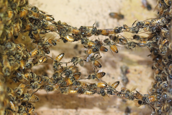 Honey bees festooning. Photo by Dan Wyns