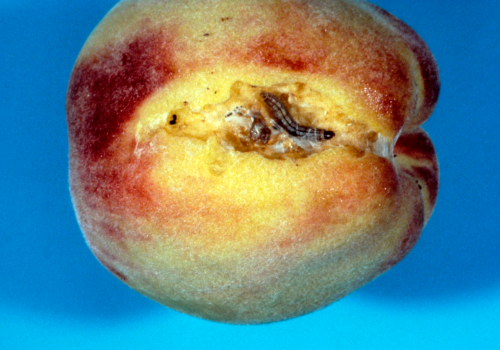Feeding causes tiny holes, irregular scarring or channeling of the fruit surface.
