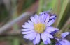 Smooth blue aster