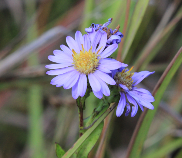 Smooth blue aster