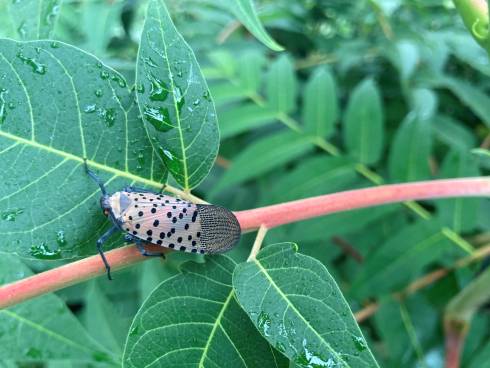 Photo of a spotted lanternfly.