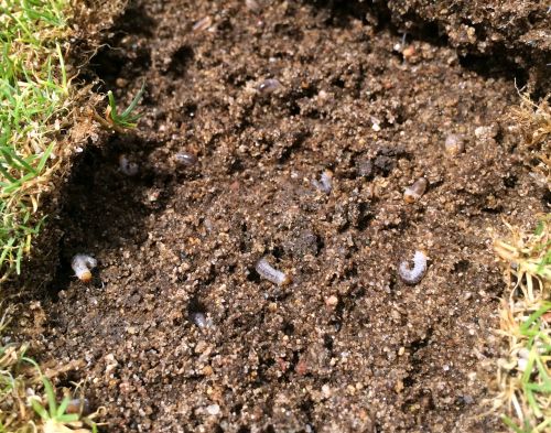 Turf can easily be peeled back due to grub feeding. Photo credit: Kevin Frank, MSU