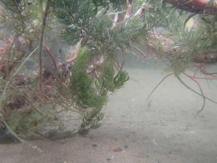 Native, free-floating Coontail (Ceratophyllum demersum) collects around stems of Swamp Loosestrife (Decodon verticillatus) – planted in 2013 in Paw Paw’s natural shoreline demonstration project. Photo credit: Joe Nohner, MSU Dept. Fisheries & Wildlife