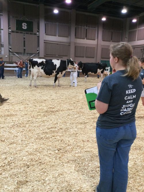 A girl in the foreground with a pen and paper looking off into the distance to observe a large Holstein cow.
