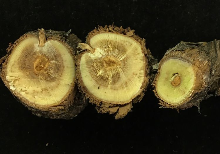 Petri disease symptoms in a young ‘Pinot Noir’ vine submitted for disease diagnosis