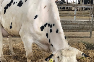 Consider a second feeding of colostrum to dairy calves