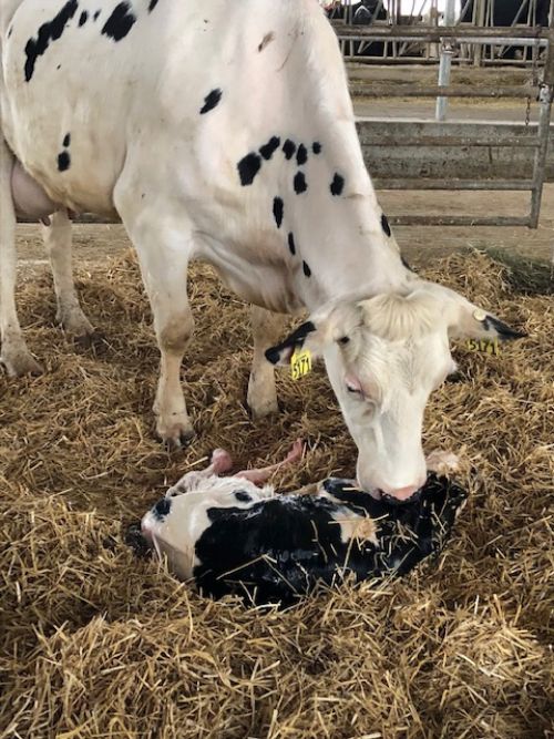 Cow caring for newborn calf in straw.
