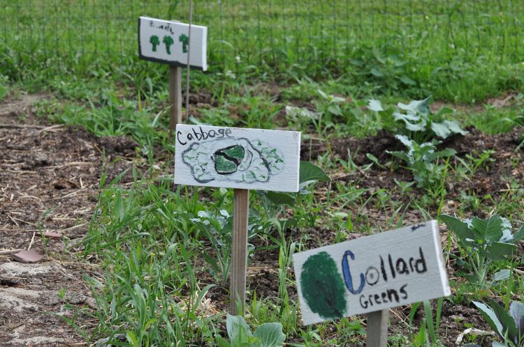 Backyard gardening is an excellent way for people to reap the benefits of fresher, nutrient-rich foods. Photo credit: Michelle Lavra l MSU Extension