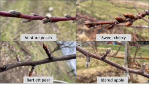 West central Michigan tree fruit update – April 19, 2022
