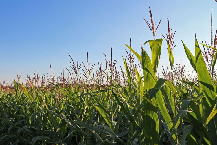 agricultural
