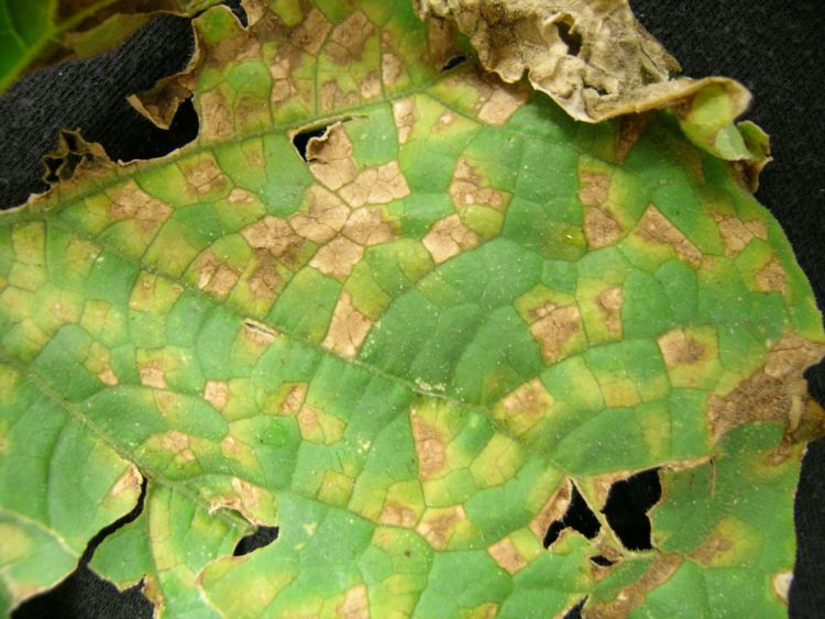Downy mildew symptoms on cucumber. Angular-shaped lesions on the upper side of leaves are light green to yellow in color. All photos: Mary Hausbeck, MSU