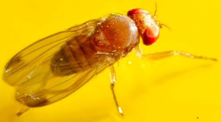 Male spotted wing Drosophila.