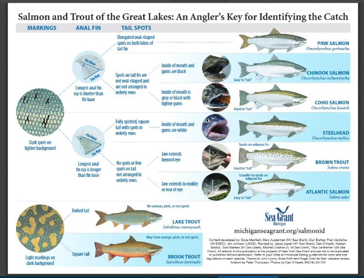 Salmon and trout identification poster.