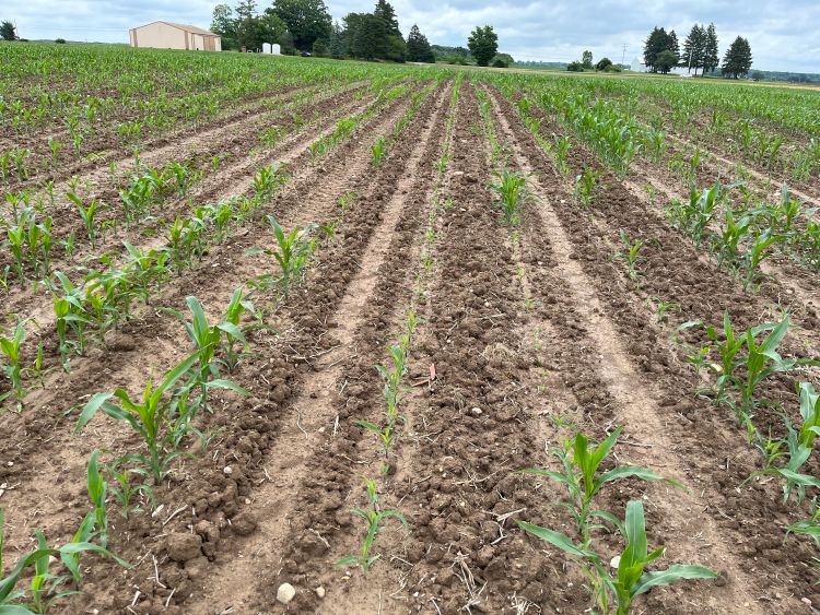 Corn emerging from the ground at varying levels.