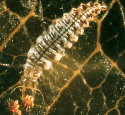  Lacewing larva. 