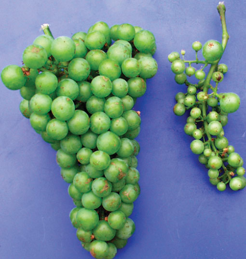  Clusters from healthy (left) and declining (right) Chardonnay. 