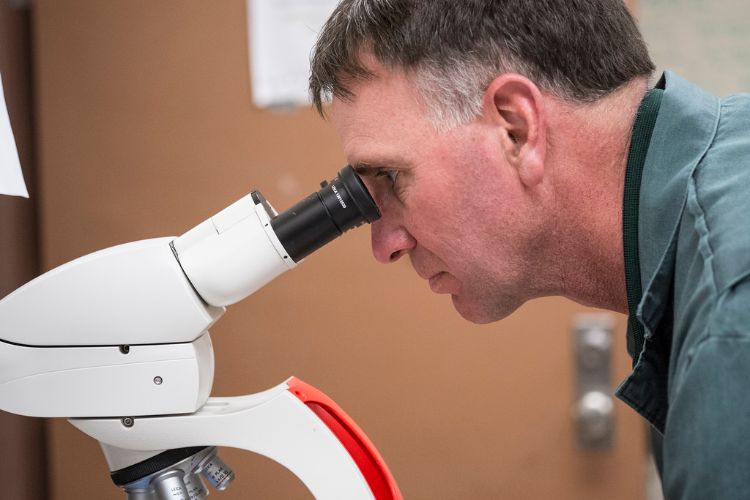 Daniel Grooms, MSU professor of large animal clinical sciences