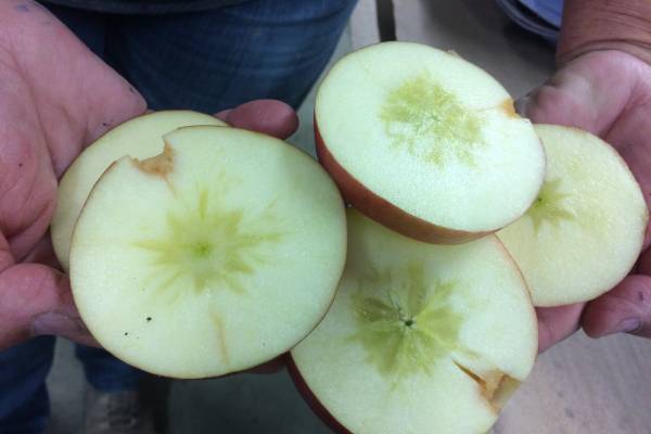 Grand Rapids area apple maturity report – Oct. 9, 2019 - Apples