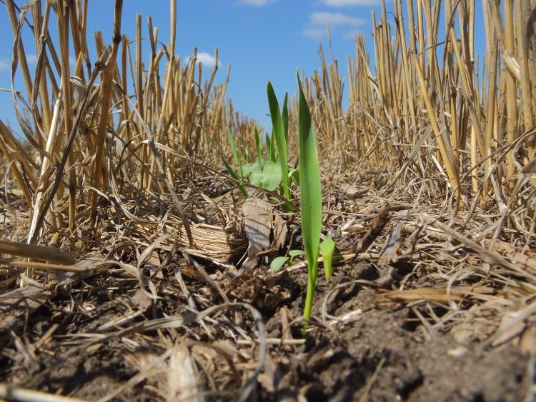 Cover crops in wheat stubble