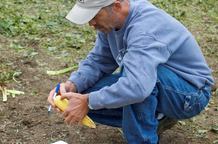A farmer kneeling in a field studying an ear of corn.