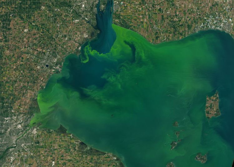A representation of how much algal is spreading in Lake Erie