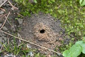 Solitary Bees In Yards A Temporary Nuisance Msu Extension