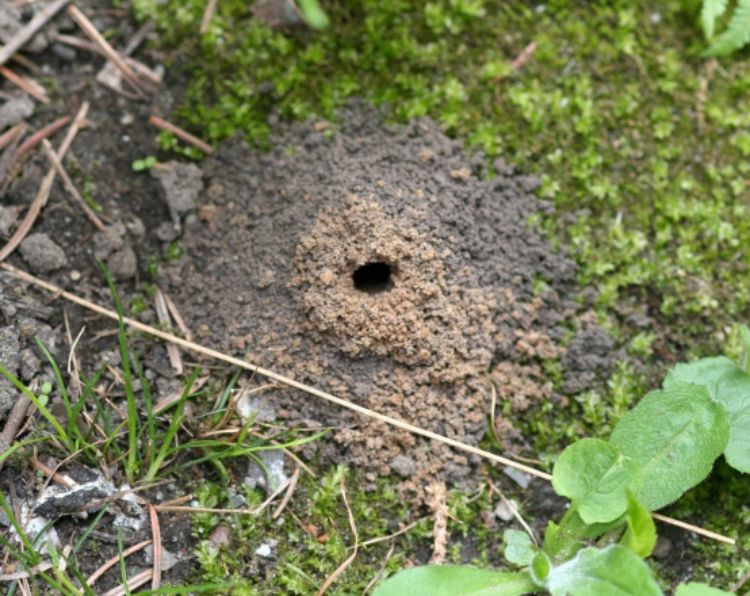 An Andrena bee nest hole. Image courtesy of Whitney Cranshaw, Colorado State University, Bugwood.org.