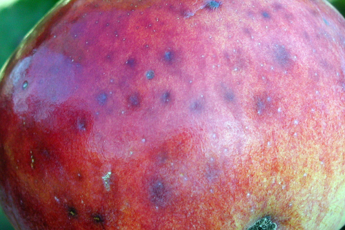 Small, green to purplish to light brown, slightly sunken lesions appear on mature fruit.
