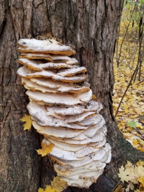 Climacodon septentrionale growing on a maple tree.