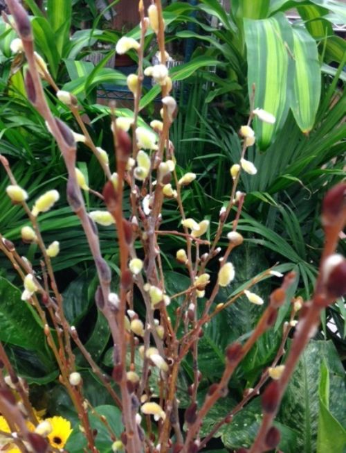 Pussy willow shoots in bloom. Photo by Bob Bricault, MSU Extension.