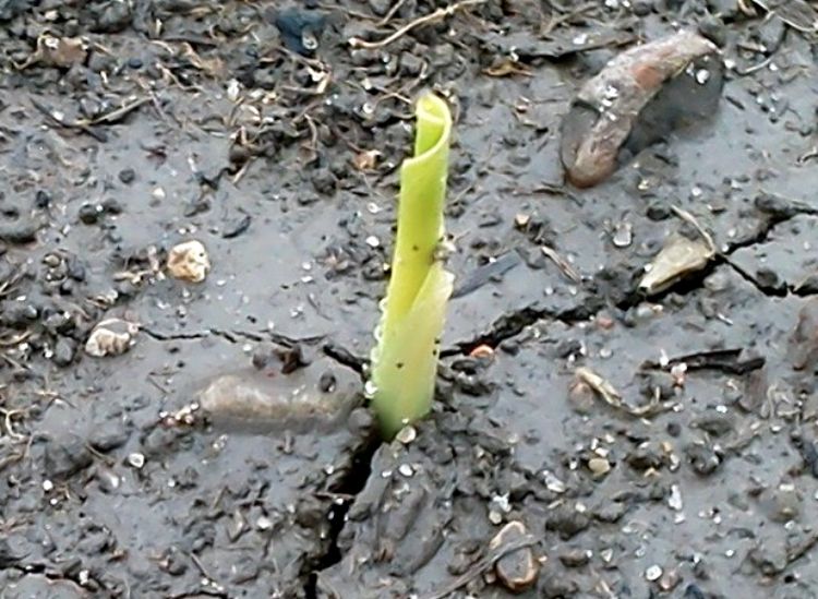 Corn spiking out of the ground in Gratiot County on May 14, 2014. Photo credit: Dan Rossman, MSU Extension