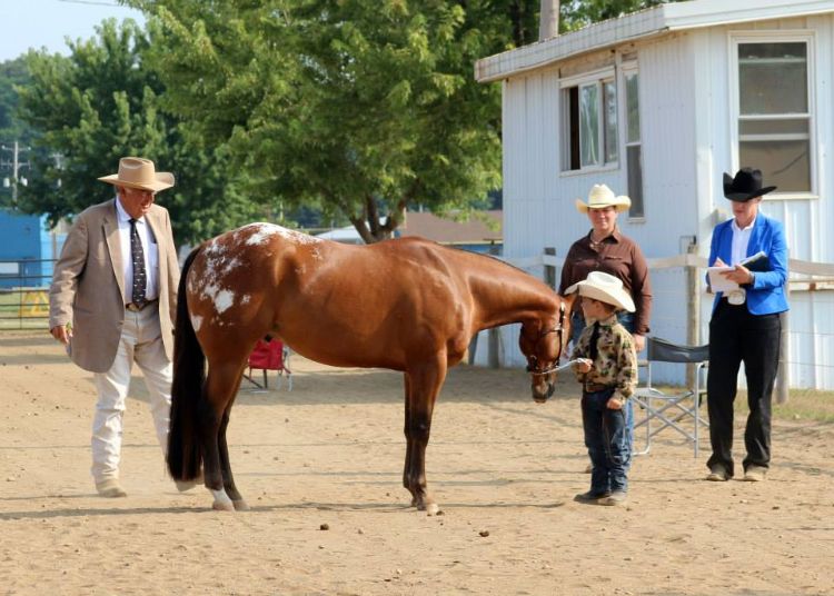 One of the best ways people with an interest in judging can practice is to coach or assist a competetive youth horse judging team. Photo by Amanda Radtke | Michigan State University Extension