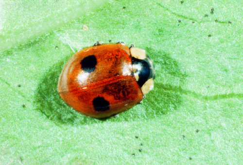  Two-spotted lady beetle: Oval, convex, often brightly colored with two spots. 