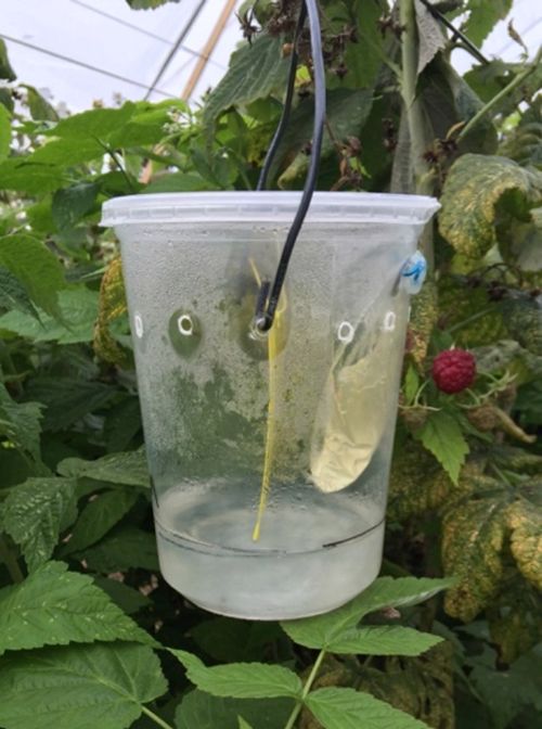 A homemade deli-cup style SWD trap containing a commercial lure suspended over a drowning solution of dish soap and water.