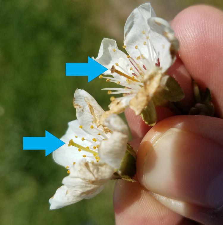 Montmorency tart cherry blossoms with healthy stigma and style (bottom), and dead stigma and style (top). These were collected from the same flower cluster and demonstrate how variable damage is at many sites. All photos: Dave Jones, MSU Extension.