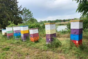 MSU’s Earth Day projects feature a fundraising campaign for MSU Extension apiaries