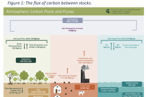 Carbon Stocks, Fluxes and the Land Sector