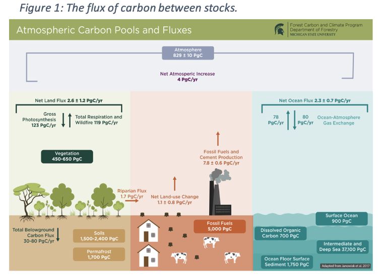 Carbon Stocks, Fluxes and the Land Sector - Forest Carbon and