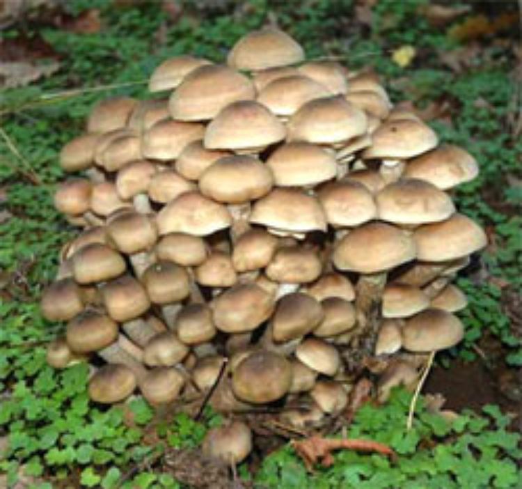 Armillaria gallica