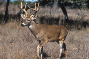 Wildlife Damage Management Series for Midwestern Farmers, White-tailed Deer