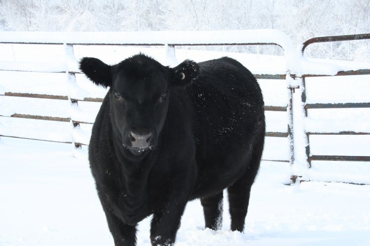 Beef cow standing in snow